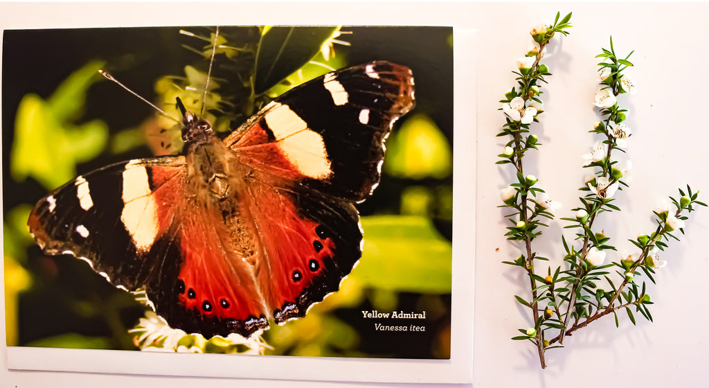Beautiful Yellow Admiral butterfly greeting card