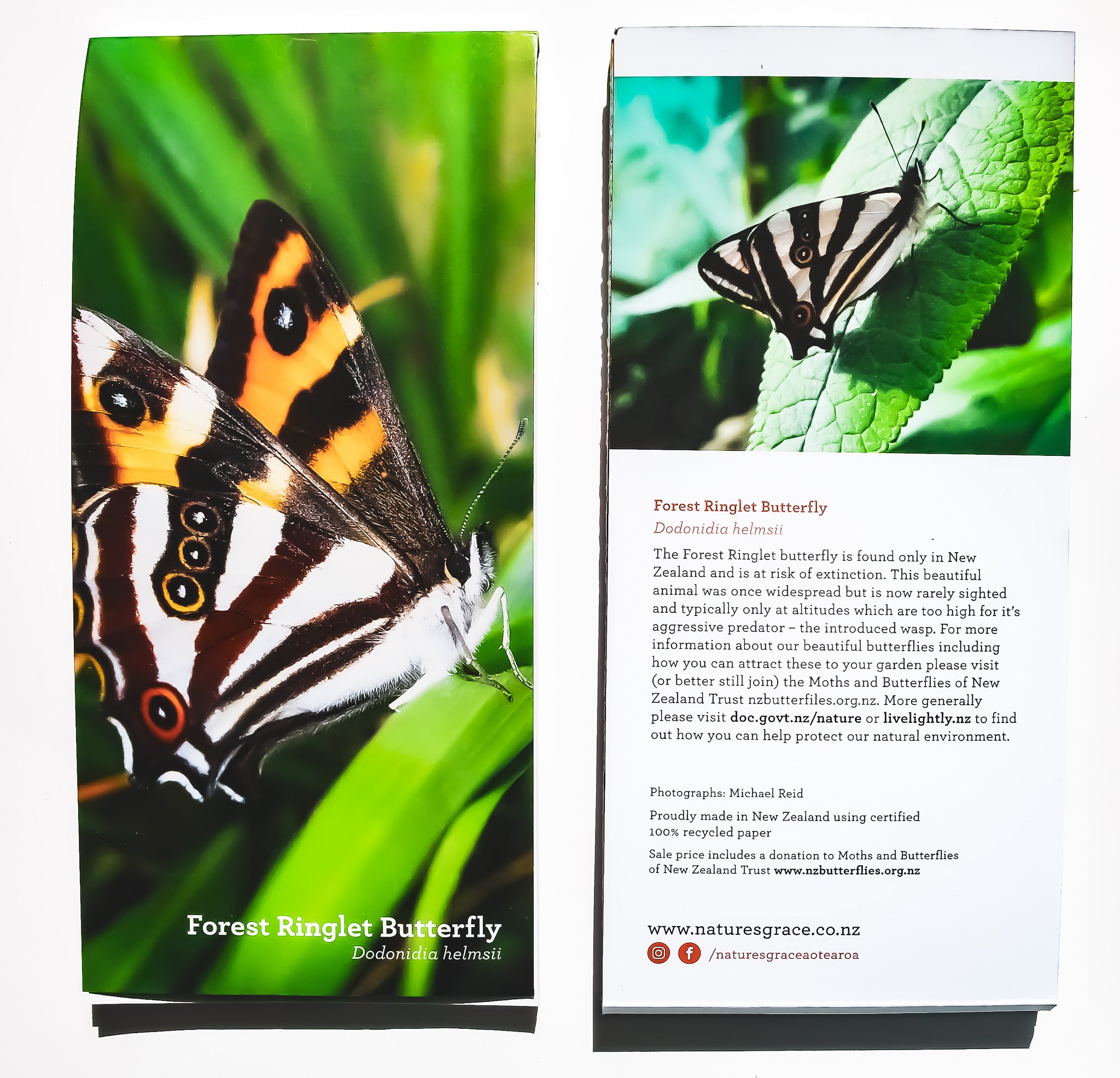 Both covers of forest ringlet butterfly notepad with educational information 