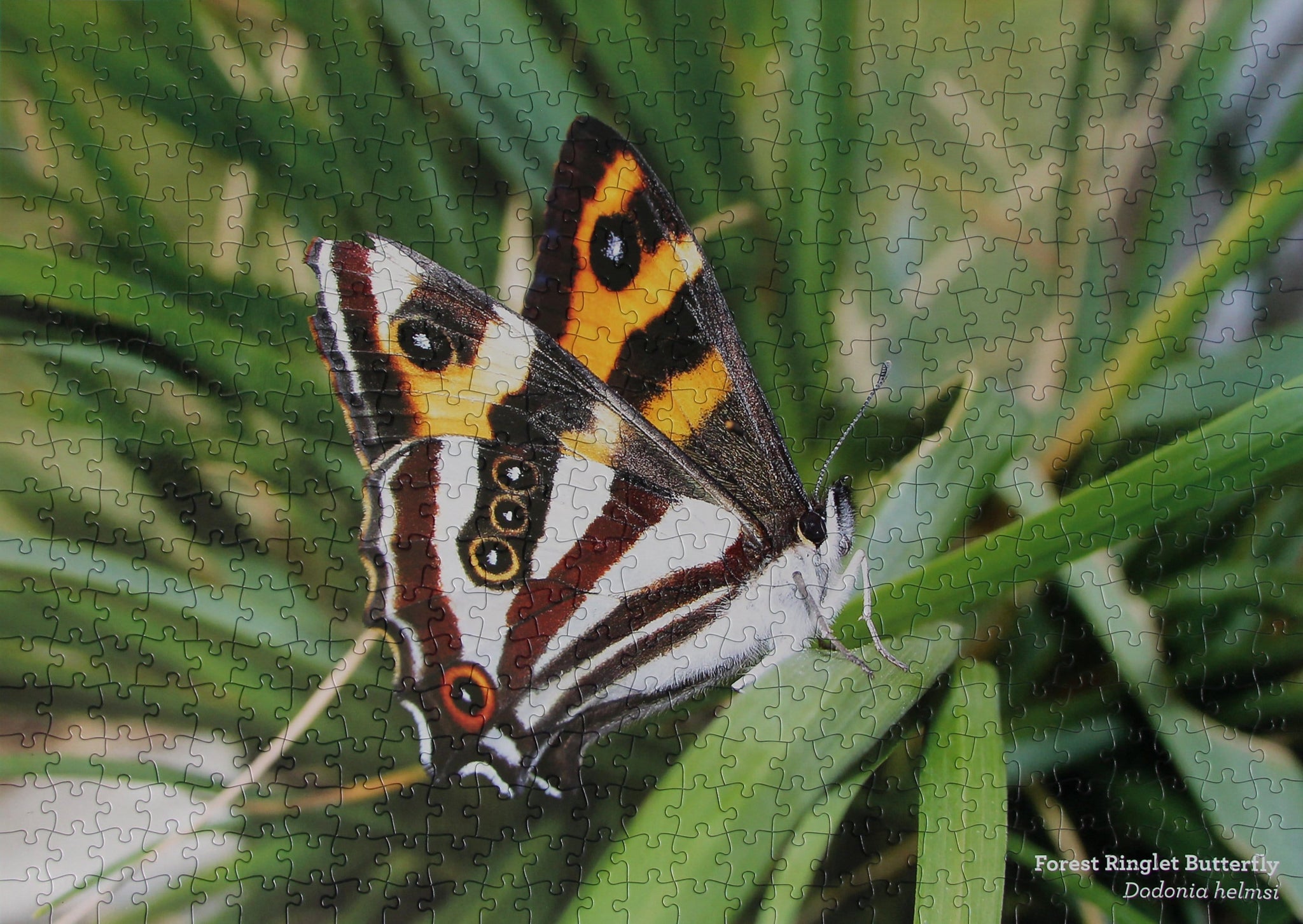 Completed 500 XL piece nature themed jigsaw puzzle showcasing endangered butterfly